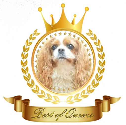 Best of Queens -- Cavalier King Charles Spaniel - unsere, Welpenaufzucht -  und was hat der Interessent zu wissen .. !